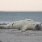 Zeehonden 19 Zeehonden 19