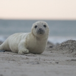 Zeehonden 20 Zeehonden 20
