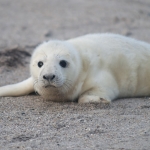 Zeehonden 21 Zeehonden 21