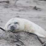 Zeehonden 22 Zeehonden 22