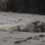 Zeehonden 23 Zeehonden 23