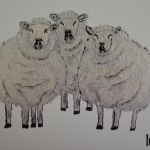 Schapen Schapen