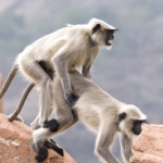 India India