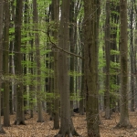 Limburg Limburg