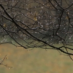 Limburg Limburg
