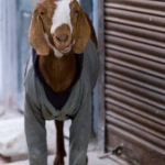 India India