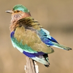 India India