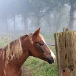 Taarlo Taarlo