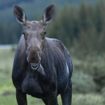 Eland Eland