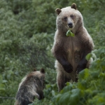 Grizzly Grizzly