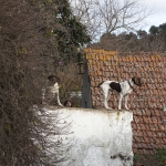 Honden Honden