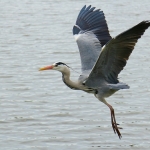Reiger Reiger