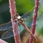 Libelle draagt waterdruppel Libelle draagt waterdruppel