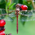 Rode natte libelle Rode natte libelle