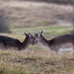 Hertjes op de AWD Hertjes op de AWD