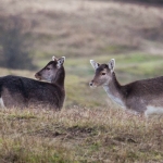 Hertjes op de AWD 2 Hertjes op de AWD 2