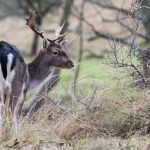 Hertjes op de AWD 5 Hertjes op de AWD 5