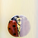 Love bug Love bug