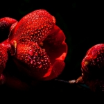 Dew in red Dew in red