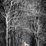Into the woods Into the woods