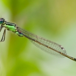 Groene waterjuffer Groene waterjuffer