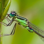 Groene waterjuffer close Groene waterjuffer close