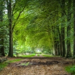 Woods Woods