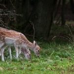 Hertjes1 Hertjes1