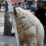 Dorstige hond Dorstige hond