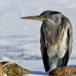 Reiger in de sneeuw Reiger in de sneeuw