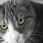 Kattenogen Kattenogen