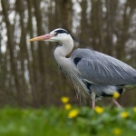 Reiger Reiger