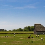 Texel Texel