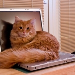 Pc kat Pc kat