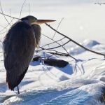 Reiger Reiger