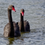 Zwarte zwanen Zwarte zwanen
