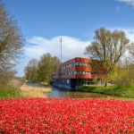 Over de tulpen Over de tulpen