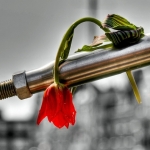 Tulp Tulp