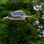 Fly-by Fly-by