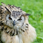 Uil Uil