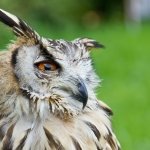 Uil Uil