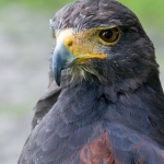 Bird of prey Bird of prey