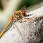 Libelle 5 Libelle 5