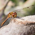 Libelle 7 Libelle 7