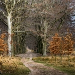 Bospad Veluwe Bospad Veluwe