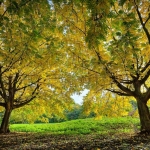 Autumn Autumn