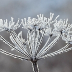 Ijsbloem Ijsbloem