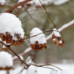 Sneeuw mutsen Sneeuw mutsen
