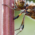 Dragonfly Dragonfly