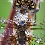 Waterdrager Waterdrager